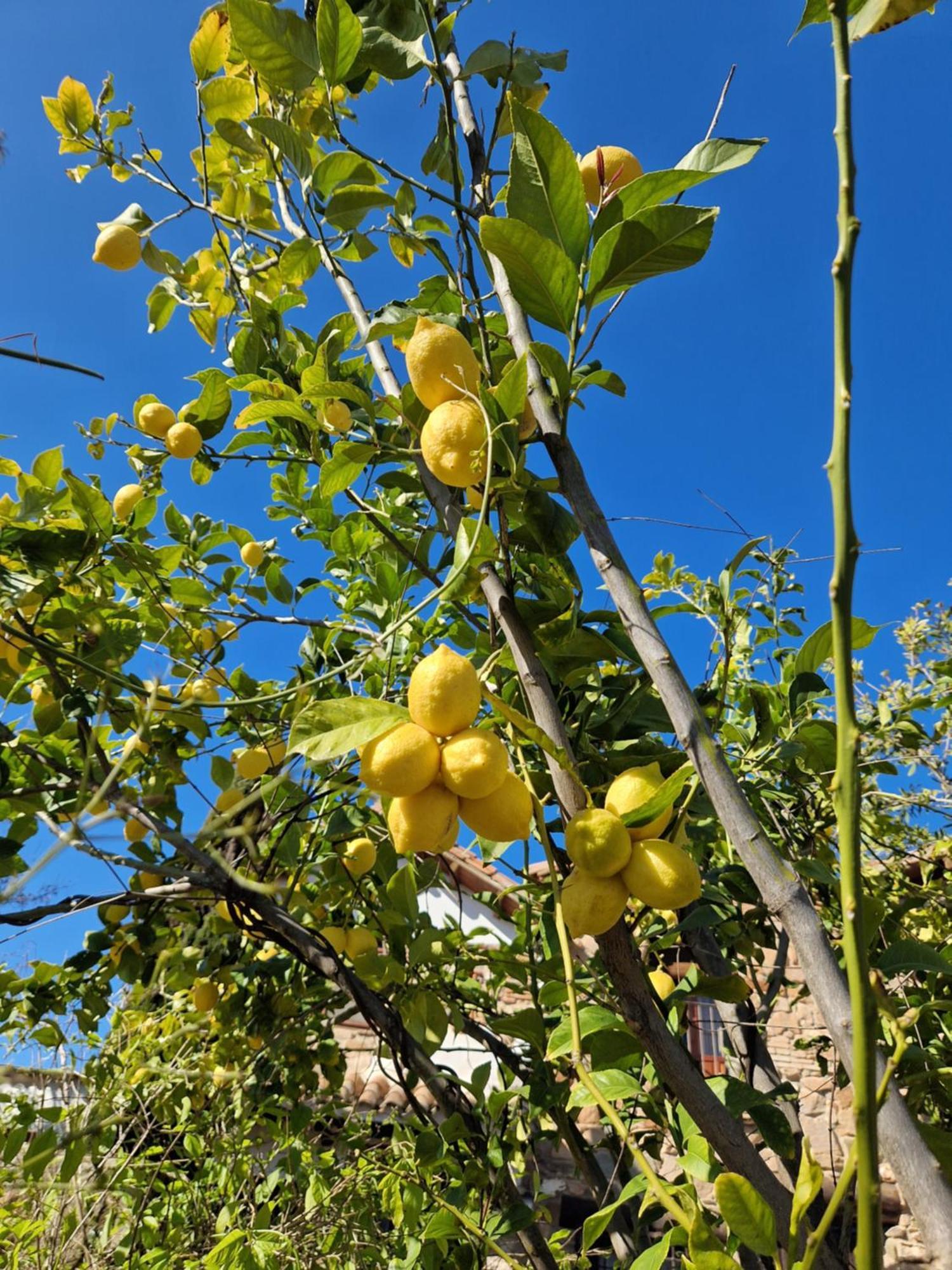Colonos Alojamientos Rurales Guarroman Екстер'єр фото